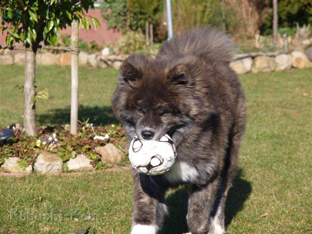 Koji_P3073539.JPG - Koji liebt ihren Ball über alles
