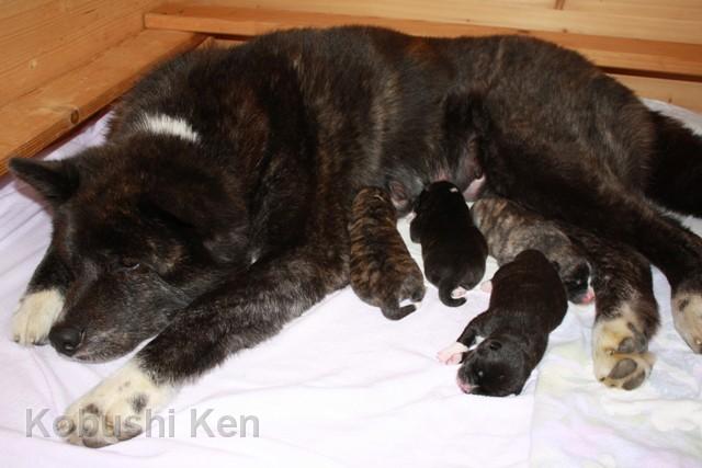 IMG_4640.JPG - Kosho mit ihren 2 Tage alten Welpen.