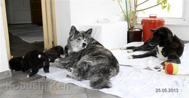 IMG_4785a.JPG - die Welpen sind in den Wintergarten umgezogen - nun darf auch "Oma Sei" bei der Erziehung und Pflege mit helfen