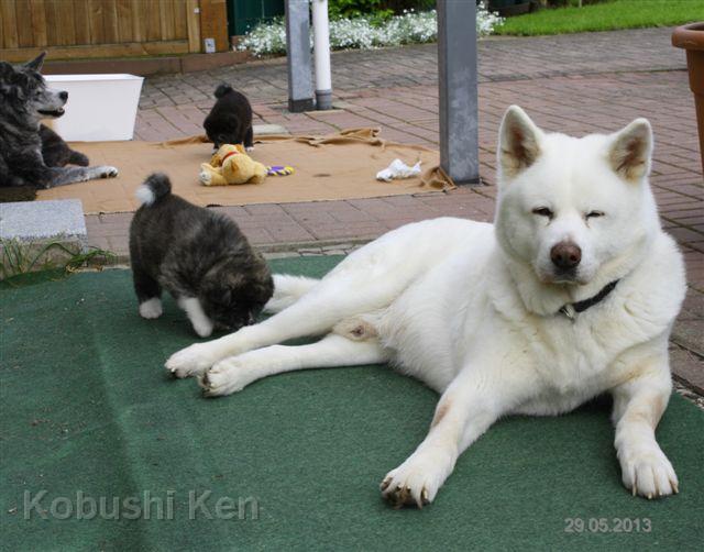 IMG_4817a.JPG - Yujin pirscht sich an Yuki heran