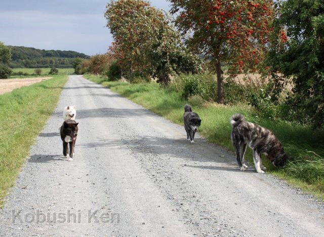 IMG_5736.jpg - Yuko genießt den Spaziergang mit Mama Kosho und seinen Großeltern