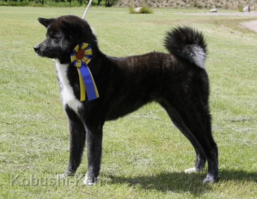 IMG_0890a.JPG - Kosho - BOS auf der Intern. Hundeausstellung in Vejen, DK