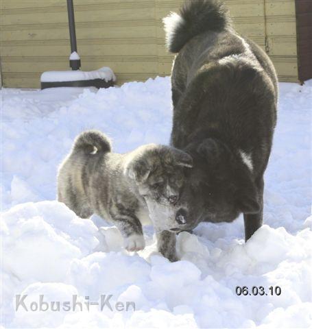 IMG_1756a.JPG - Daiseiko spielt mit Kosho im Schnee