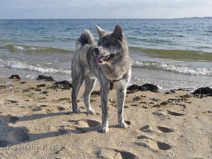 Daiko_Sylt1.jpg - Rüde Daiseiko mit 7 Monaten