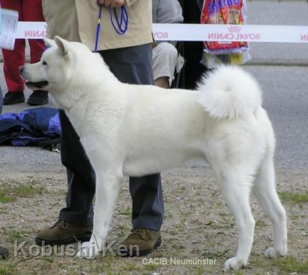 CACIB_Neumuenster.jpg - CACIB Neumuenster