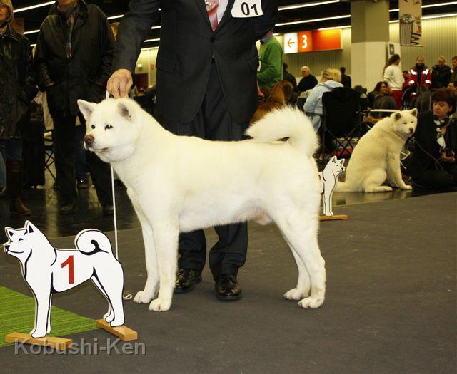 IMG_3818a.JPG - Yuki - Platz1 in der Veteranenklasse auf der SRA in Nürnberg