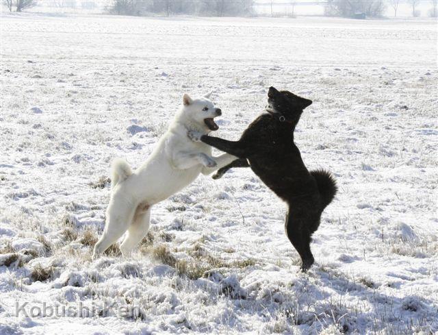 IMG_3906a.JPG - Yuki und Kosho beim Toben im Schnee