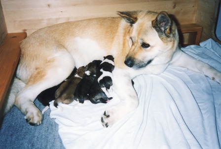 Ajia with puppies