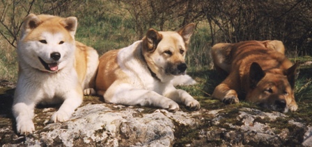 Taru, Ajia und Limba